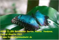 43986 21 036 Botanischer Garten, Roatan, Honduras, Central-Amerika 2022.jpg